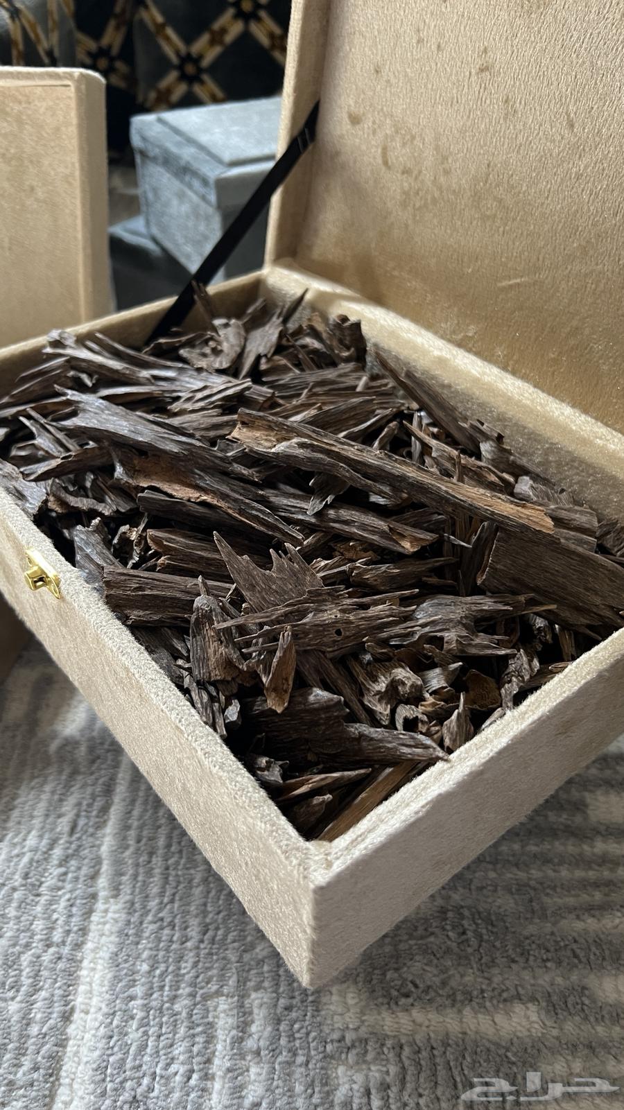 عود هندي زورا غابات قديم64575000196225110