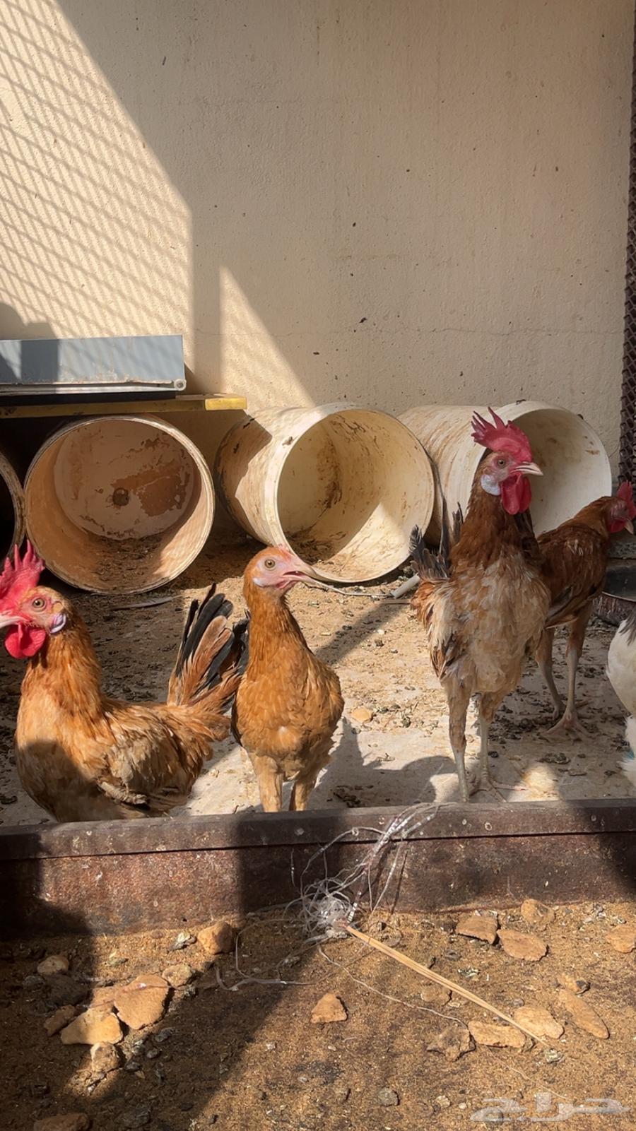 ديكه للبيع64573390118017112