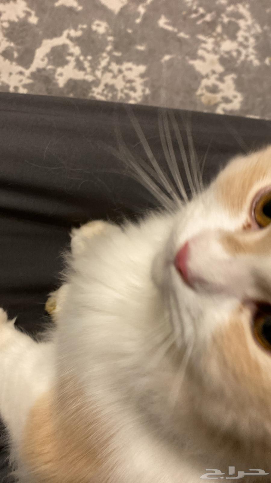 قططه للبيع 15064576813665409110