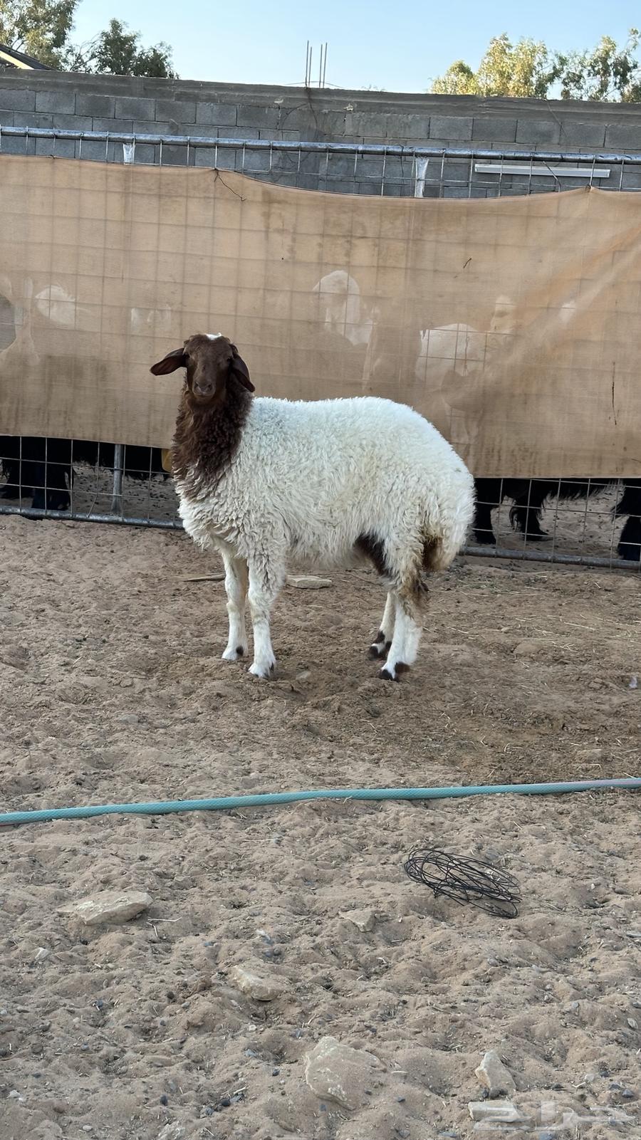 رخله نعيم طيبه((تم البيع))64578158897795110