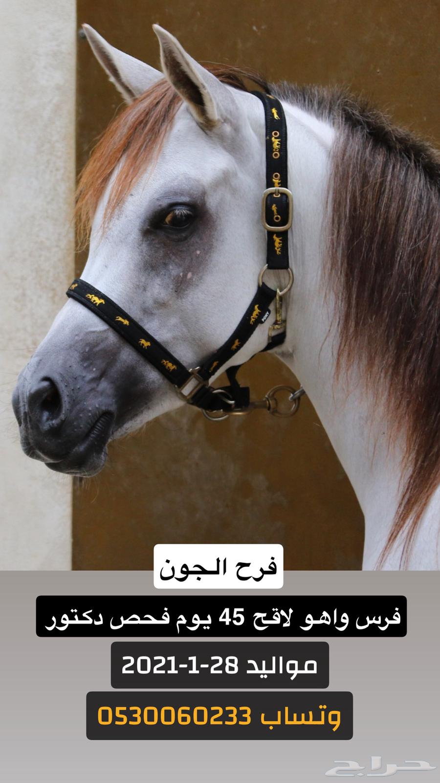 فرس واهو للبيع64579375764737110