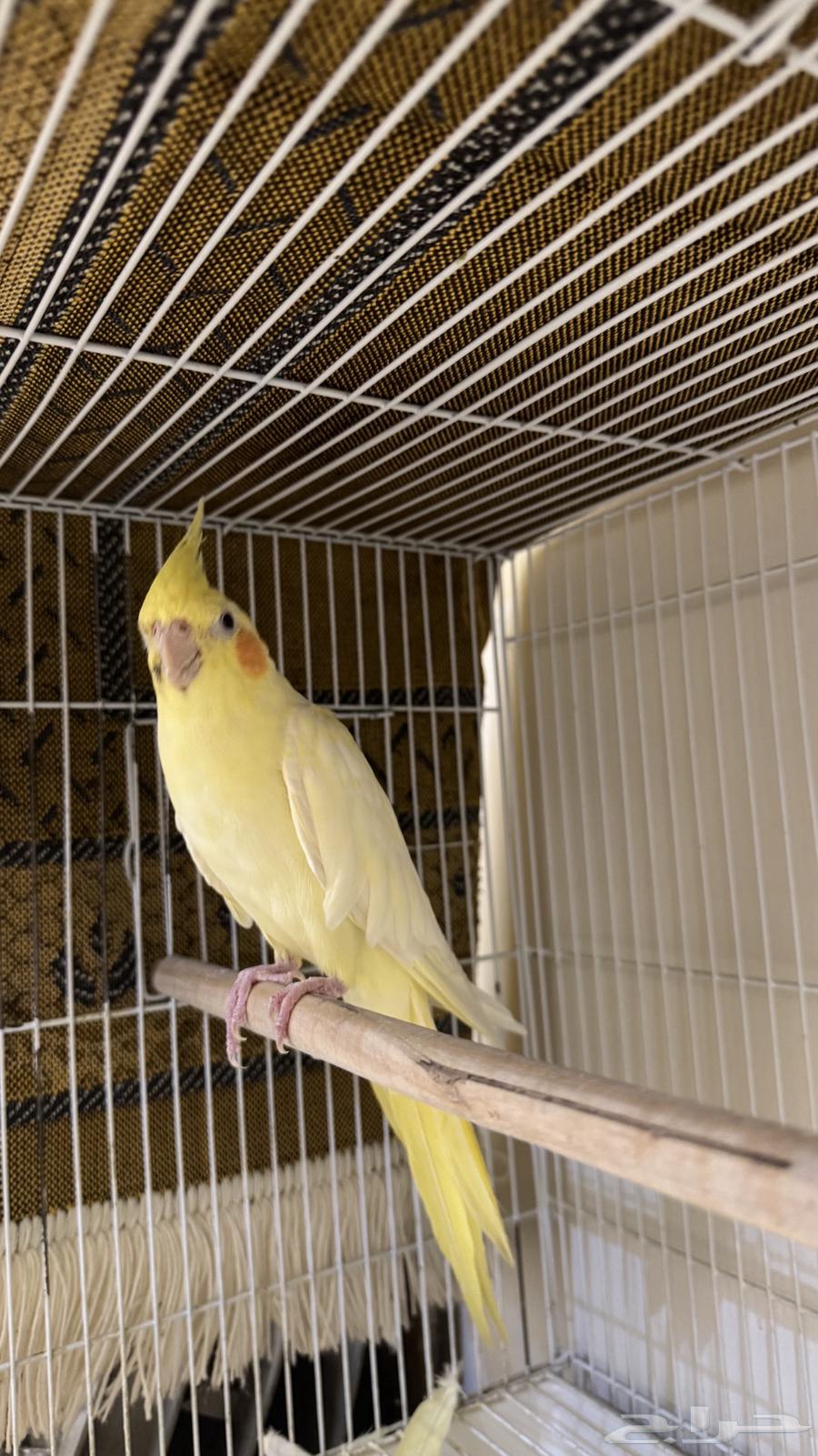 طير كروان او كوكتيل64578896488707110