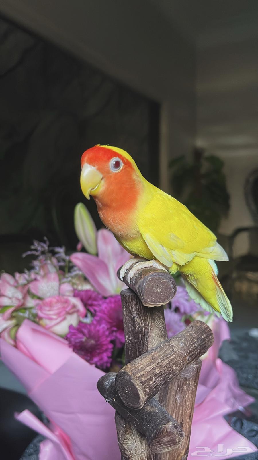 للبيع ببغاء الروز الأليف64575377436291114