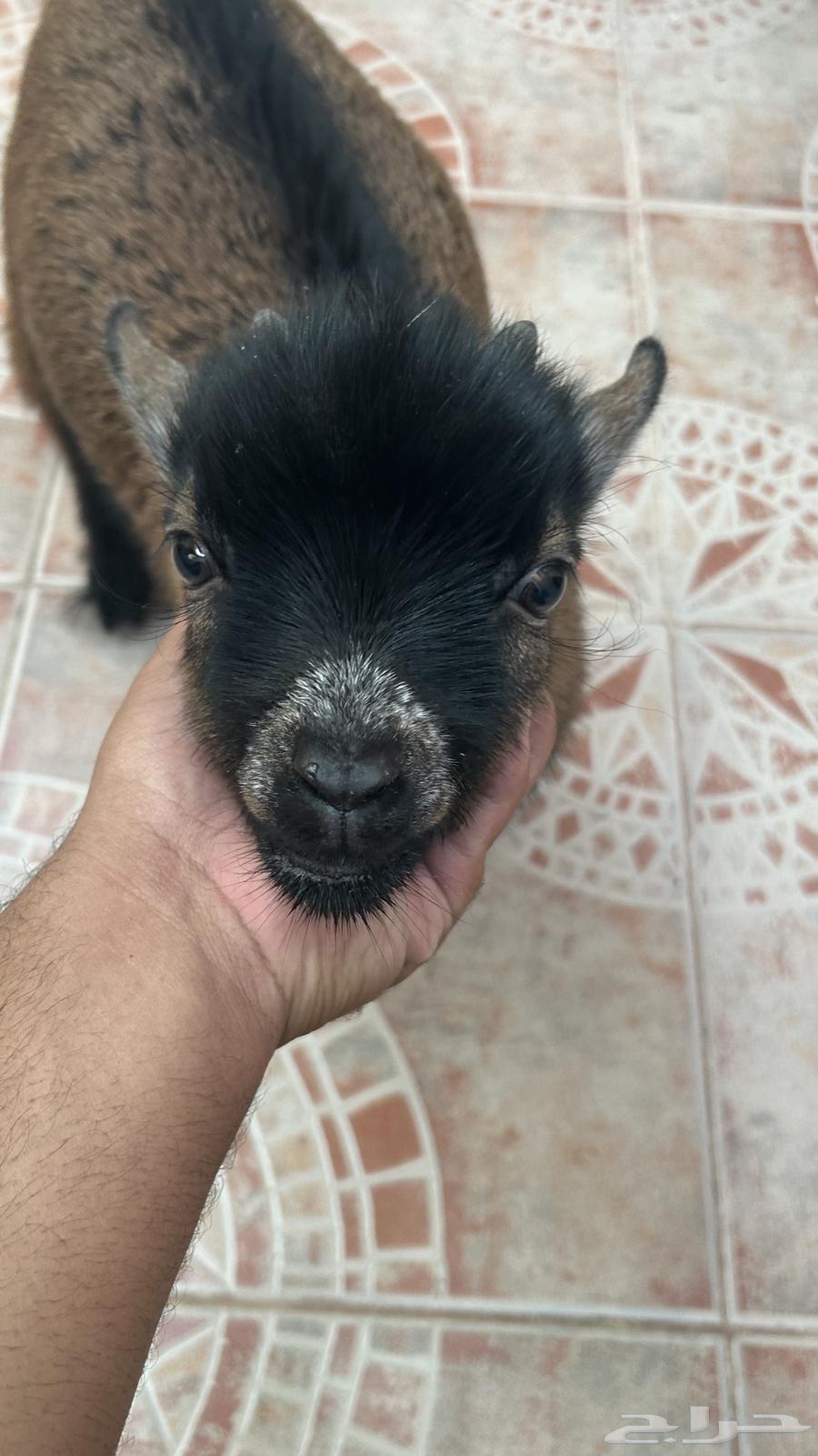 Dwarf Goat, Healthy and Clean, Czech Pure Breed64576298205057110