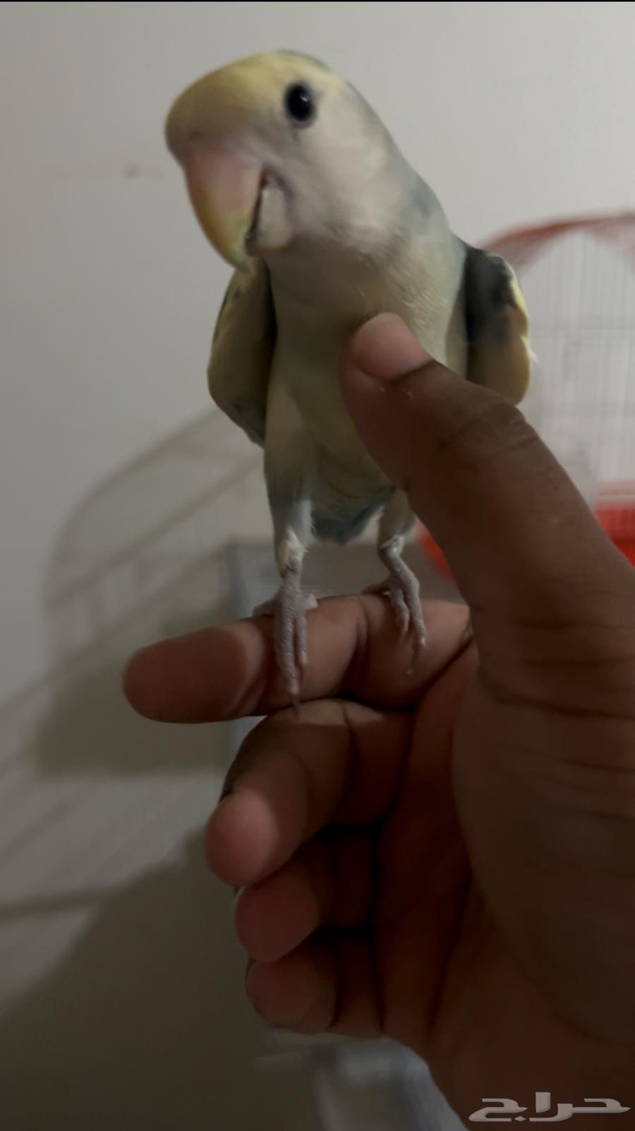 روز اليف جميل وينسدح على ظهره ونشبه يجي على الكتف والراس64575517718530113