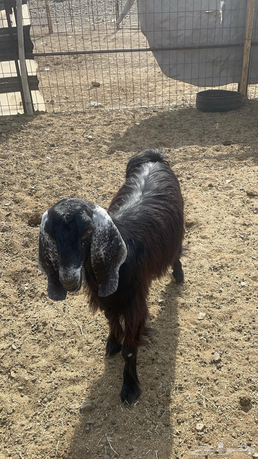 جفره عارضيه طيبة بالحيل(تم البيع )64574929913857112