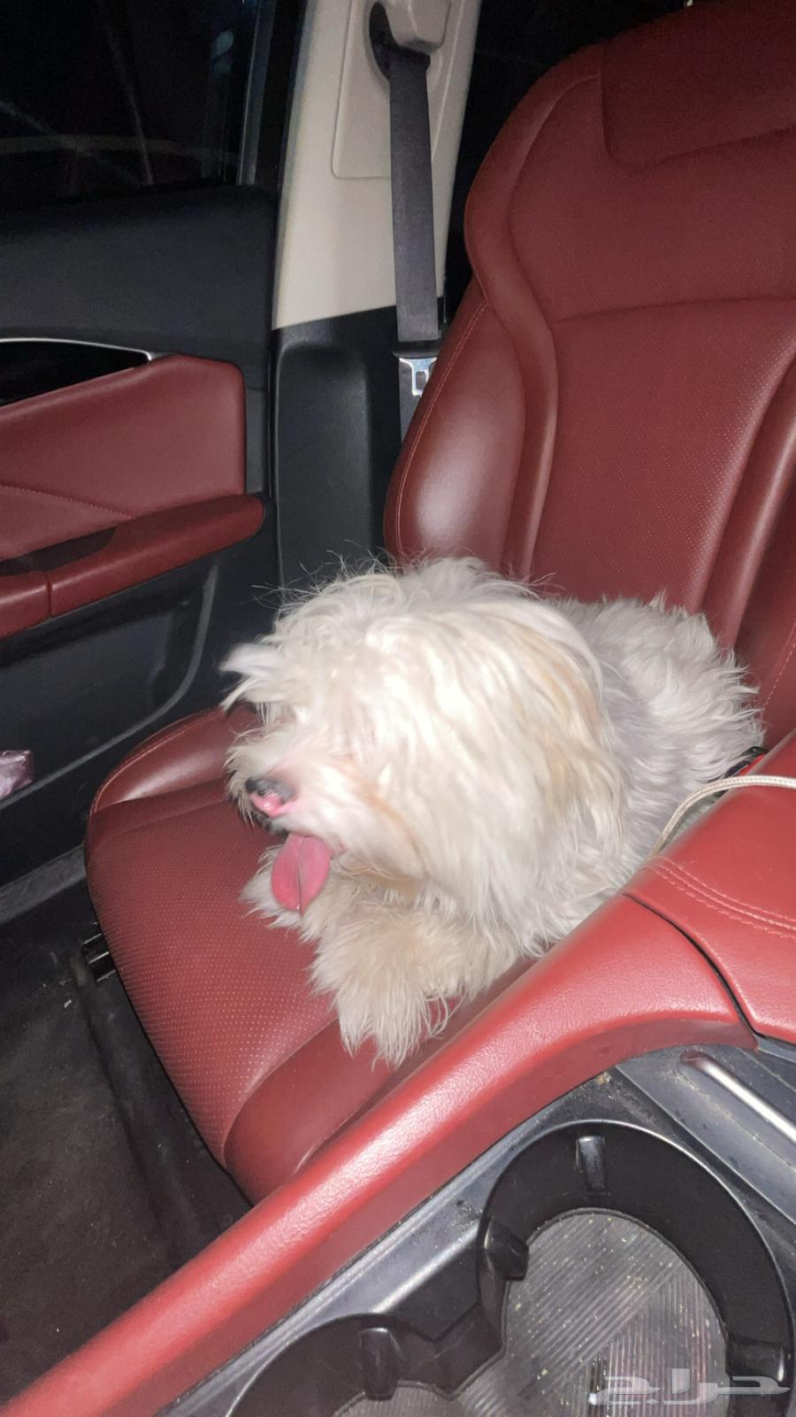 كلب مالتيز للبيع64573390283265111