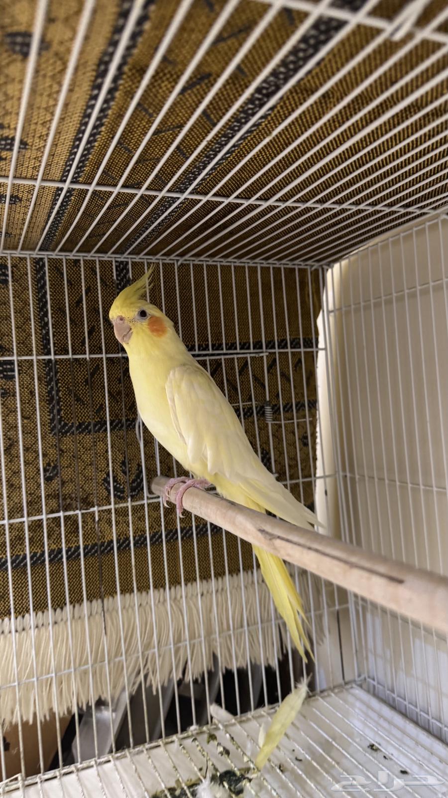 طير كروان او كوكتيل64578896488707113