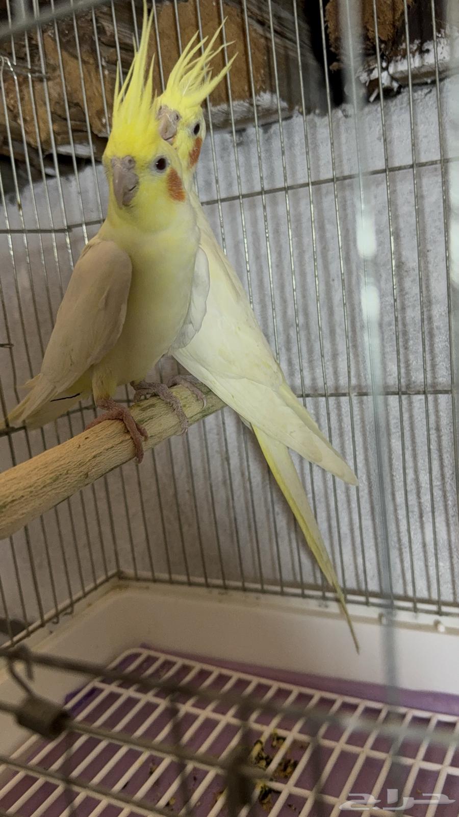 عرض اليوم الوطني كروان لاتينو64577064422914111