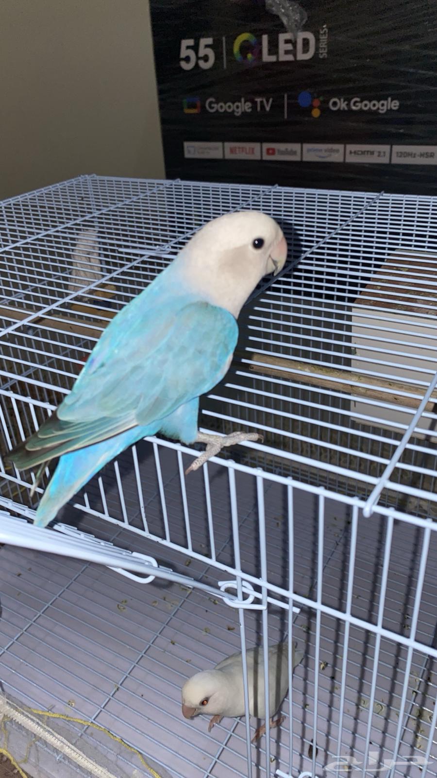 طير روز عمره سنه بالضبط64423569496194112