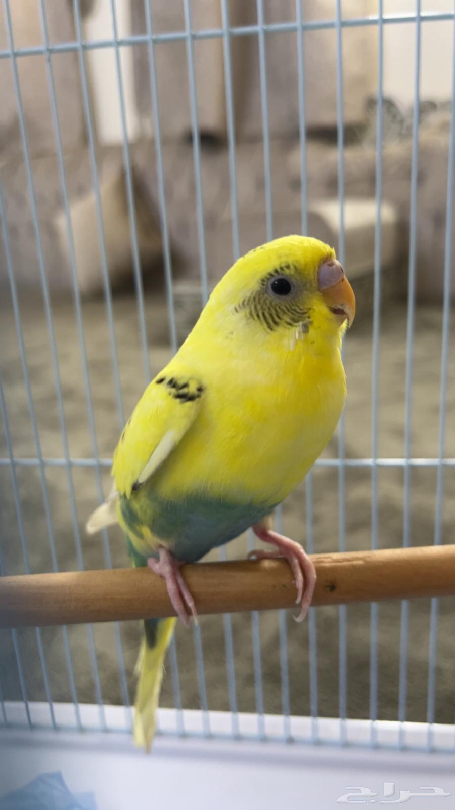 أنثى بادجي64575251841025110