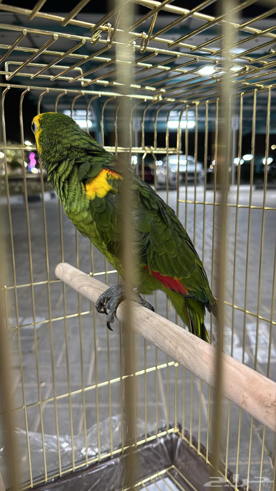 امازوني بلو فرنتد64572737238018112