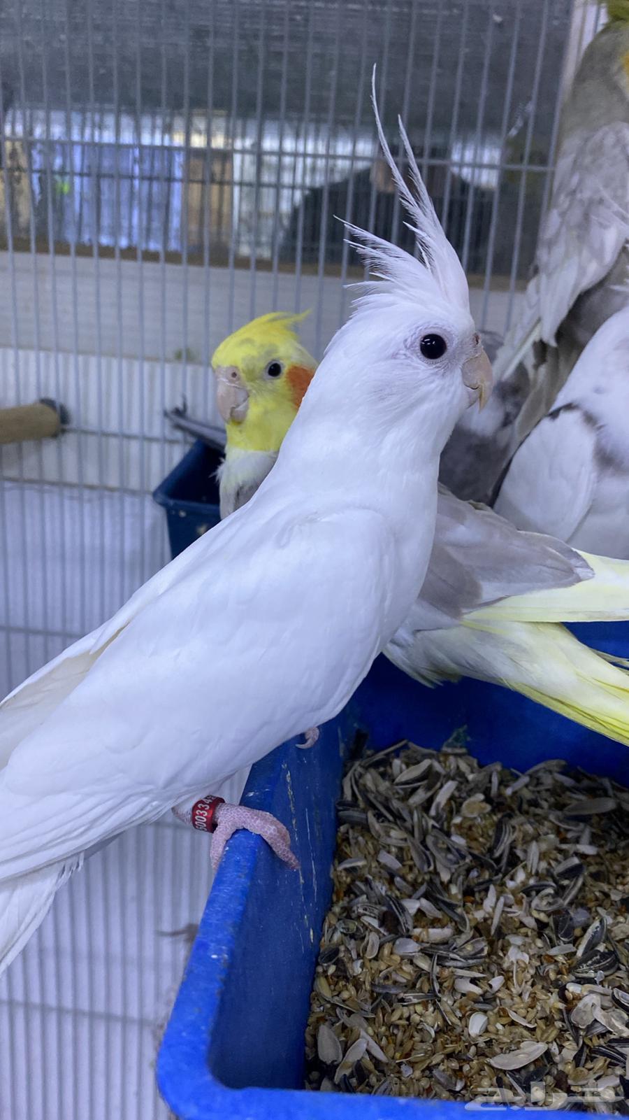 ذكر كروان بصمه64576423616515110