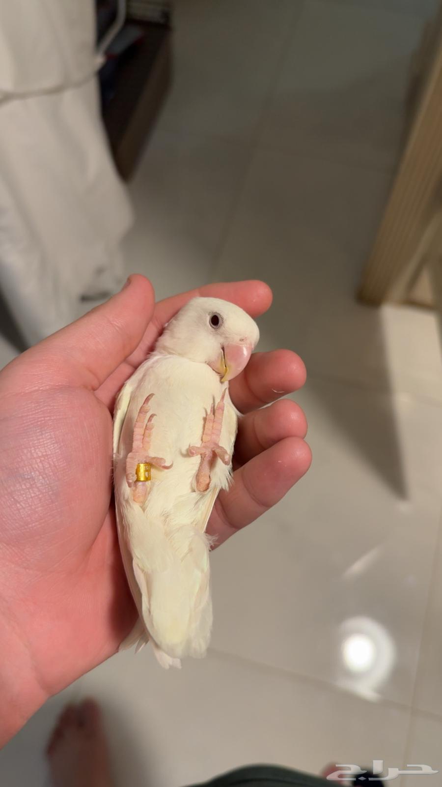 طير روز للبيع64573573728002110