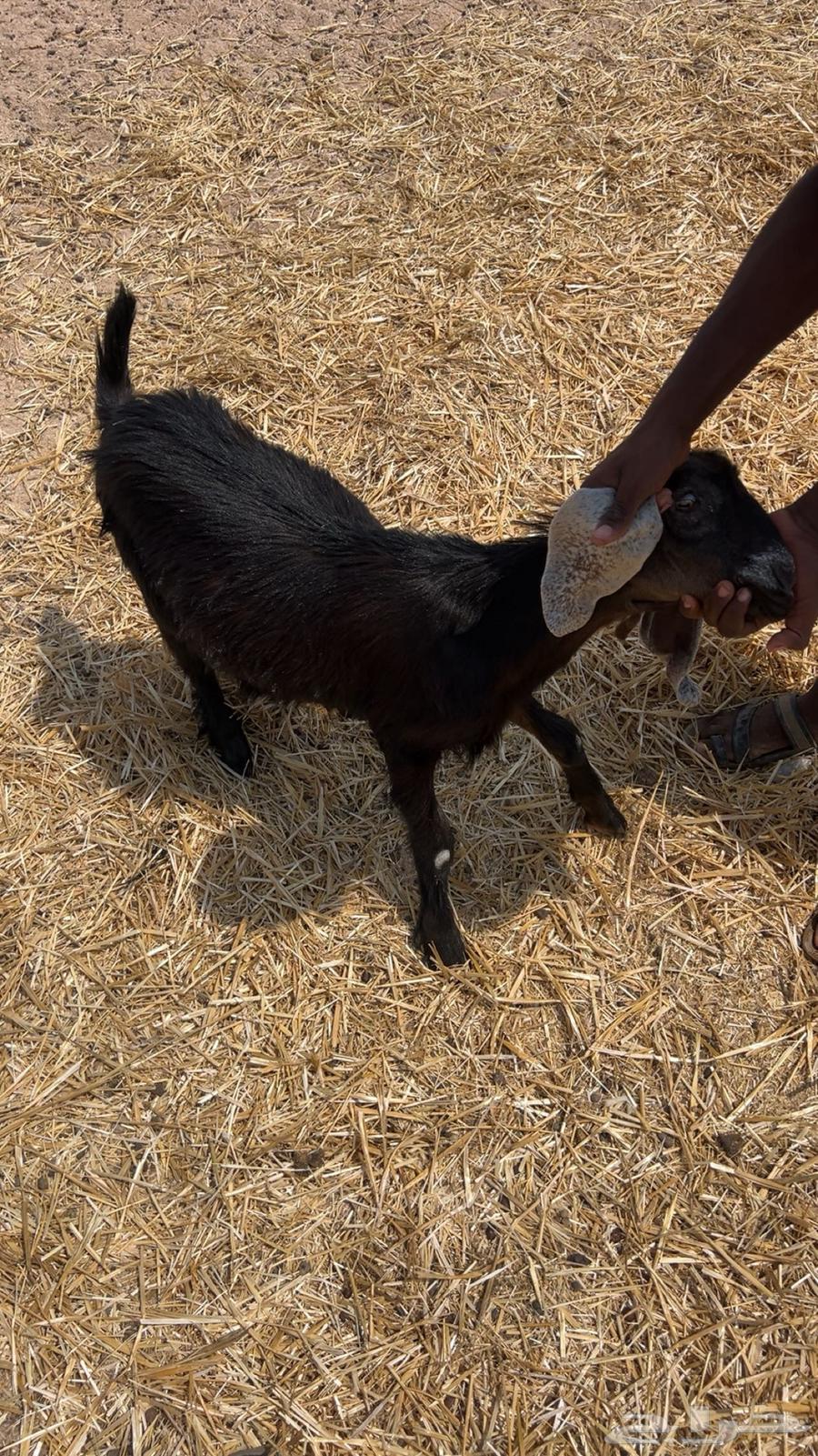 جفر للبيع طيب64574300138114113