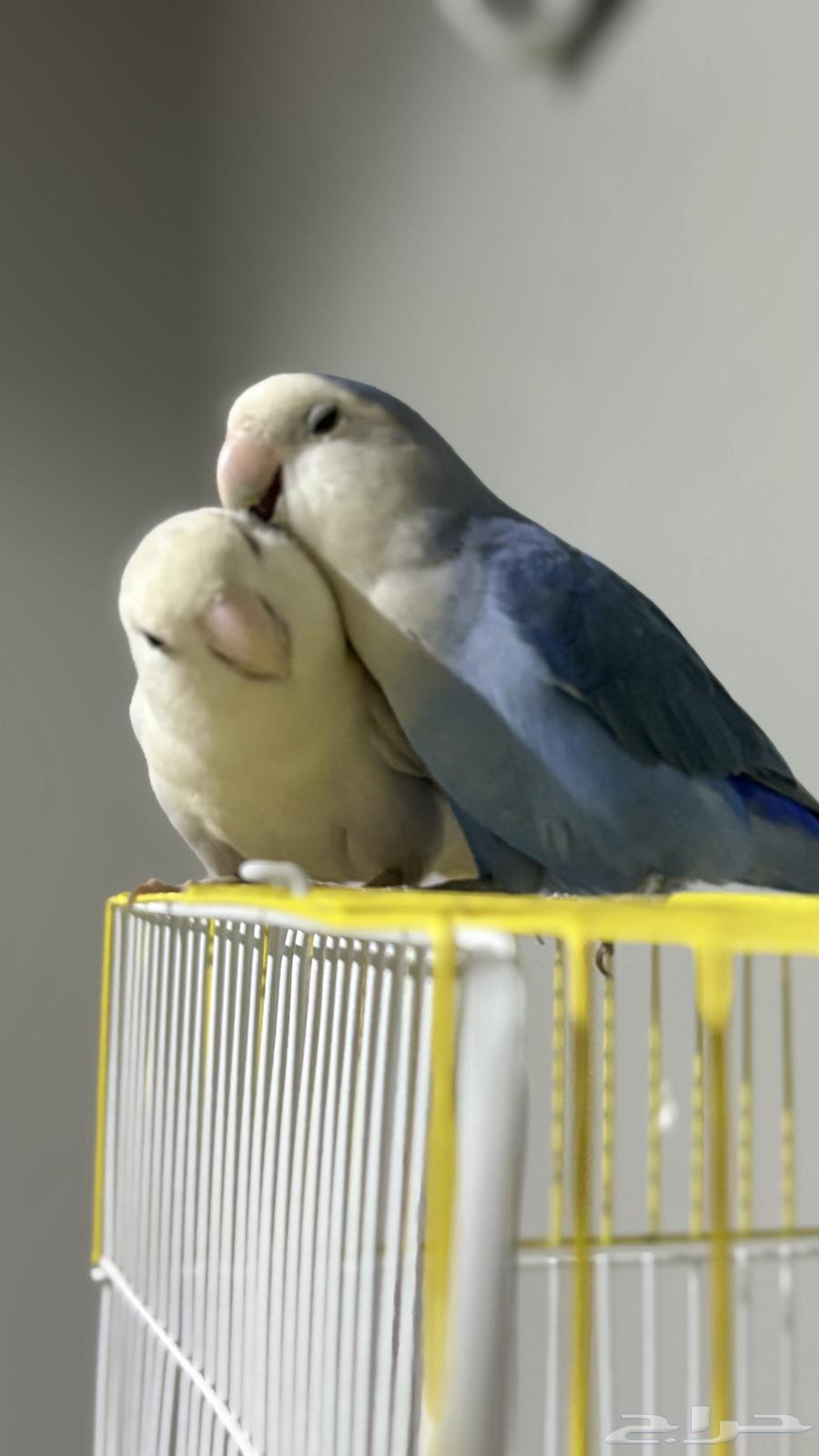 Pair of rose birds ready for mating, age about two and a half years64578605644930111