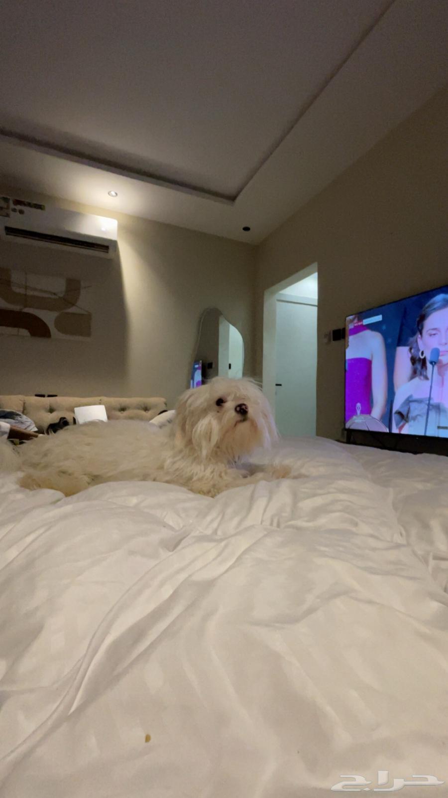 كلب مالتيز للبيع64573390283265110