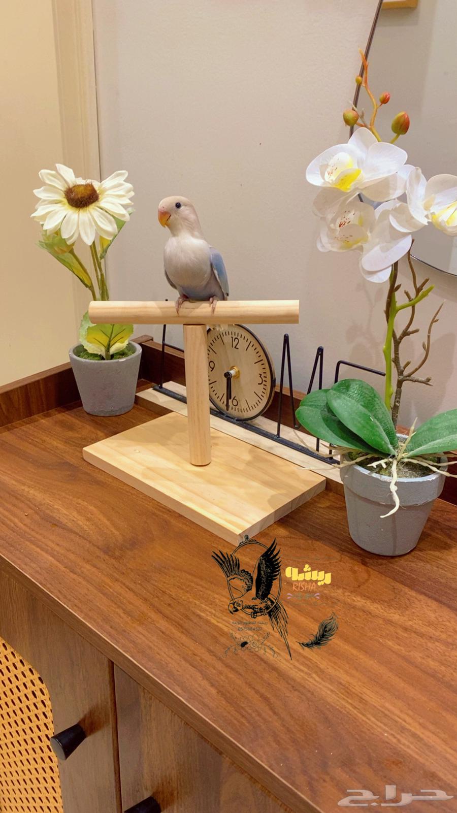 Hand-tame rose with very beautiful color (sold, may God bless)64574649724802114