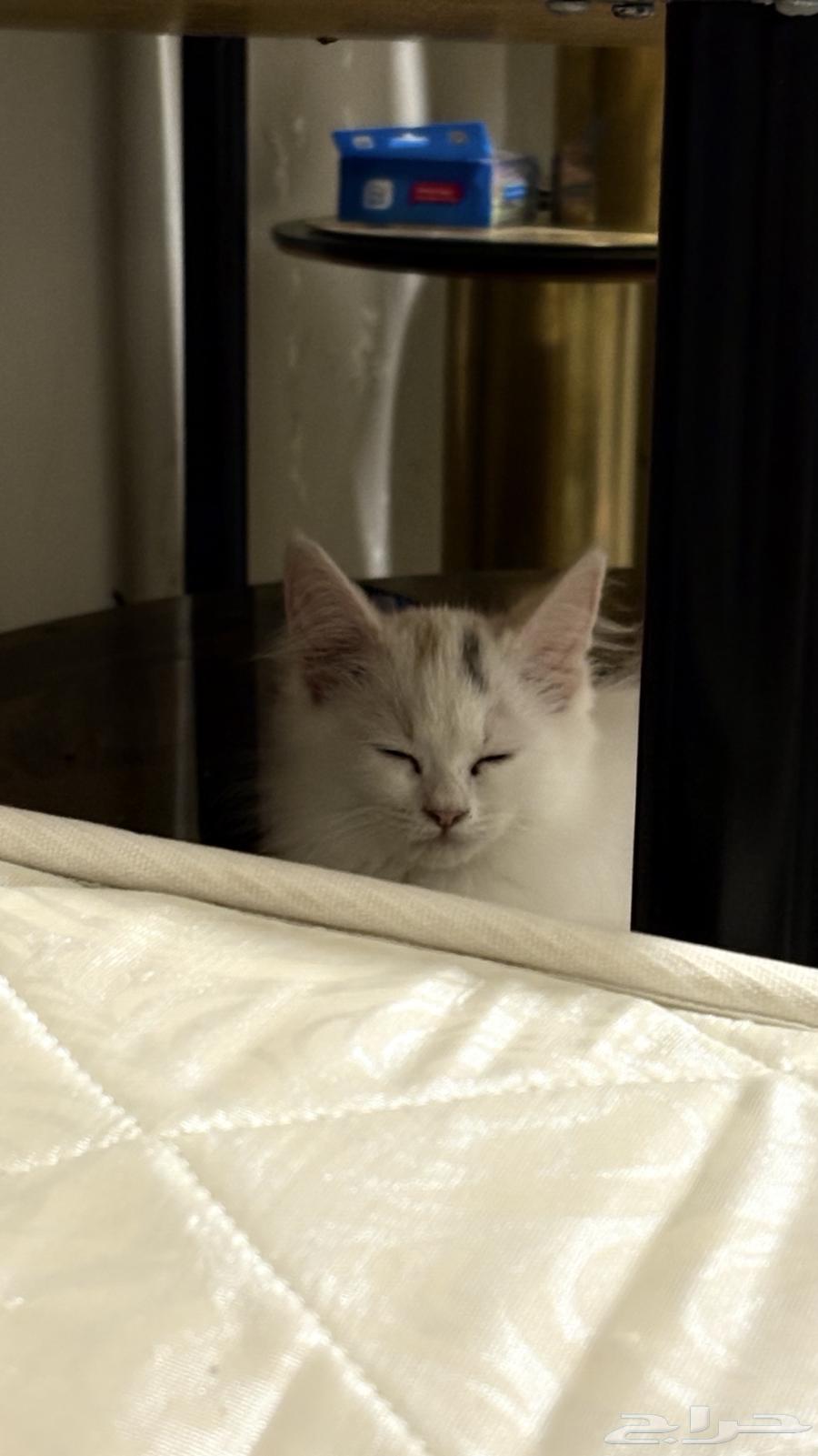 قطط للتبني64574523571715110