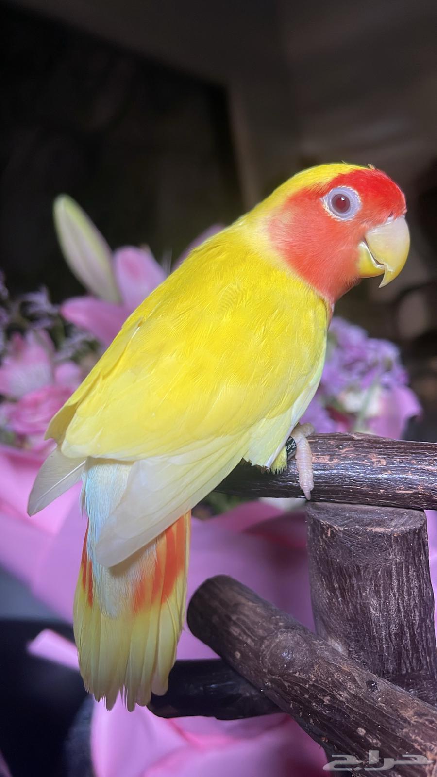 للبيع ببغاء الروز الأليف64575377436291111