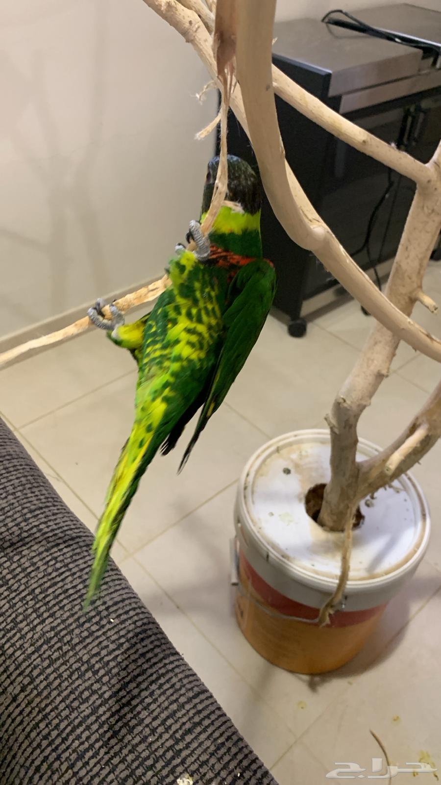 ببغاء لوري الييف ولعوب64579170685313113