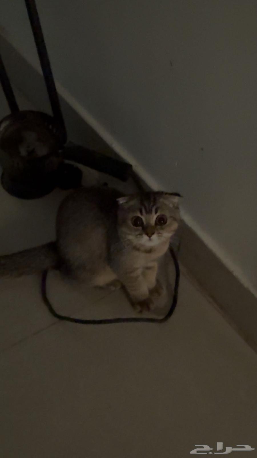 سكوتش فولد للبيع64574663788291110