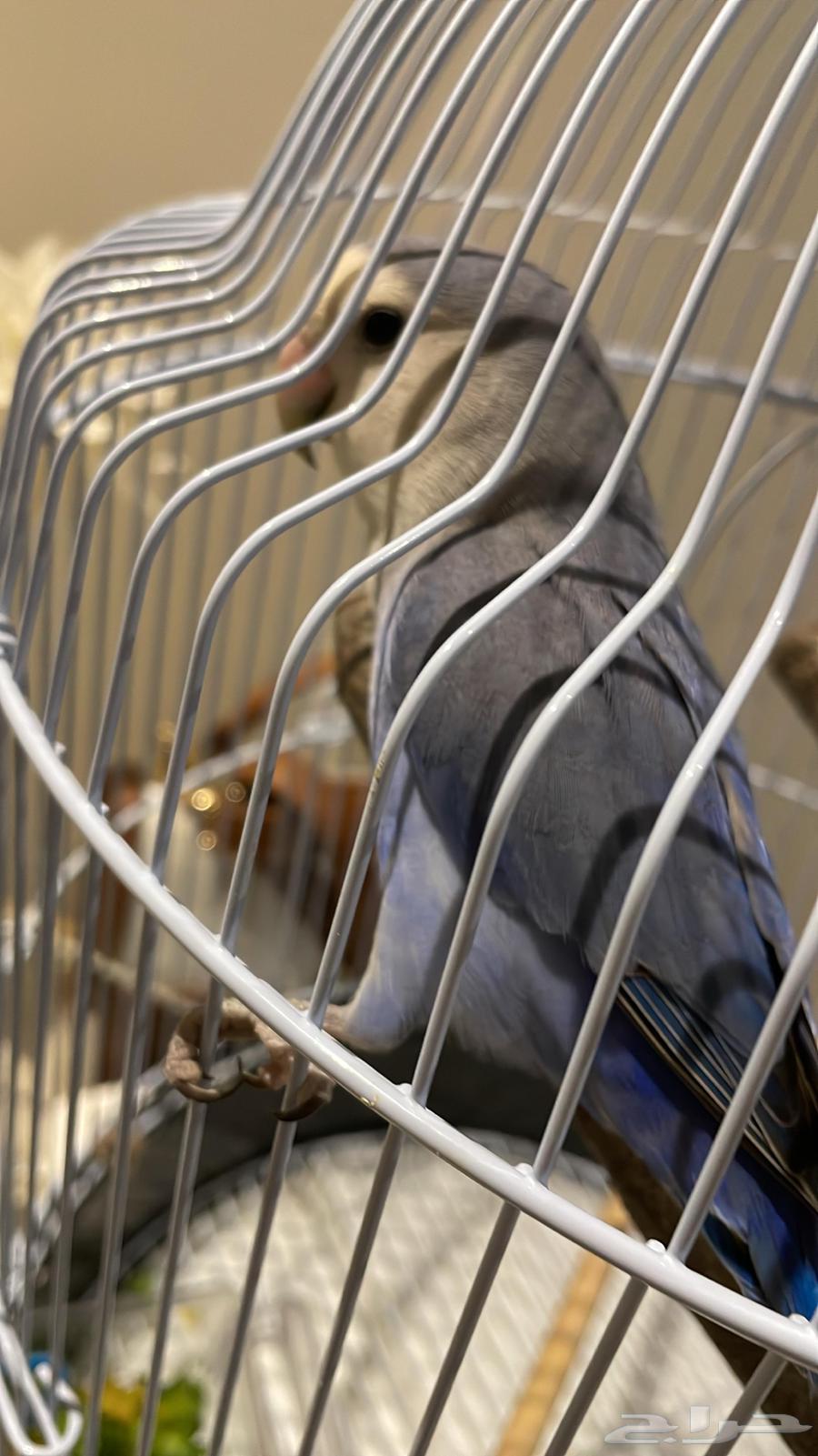 Roz Bird64576618276865114