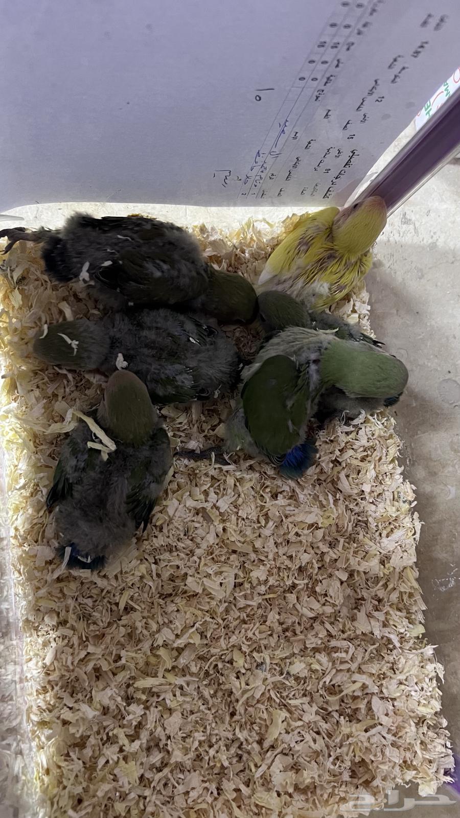 فروخ روز غر64575279632642111