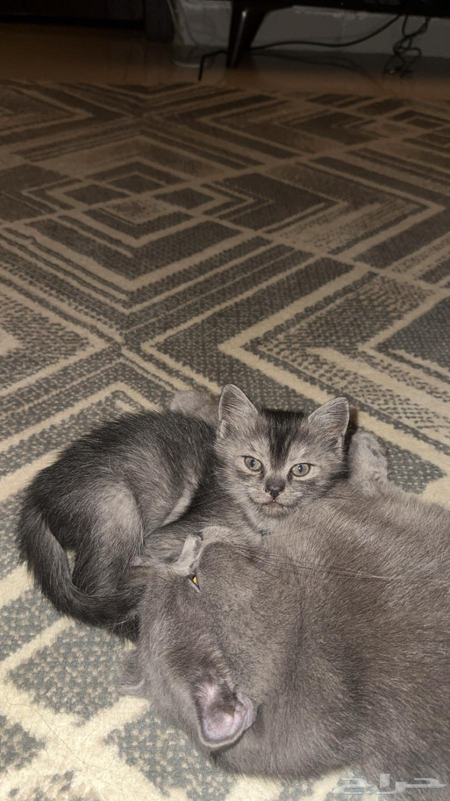 Cats64571575386755112