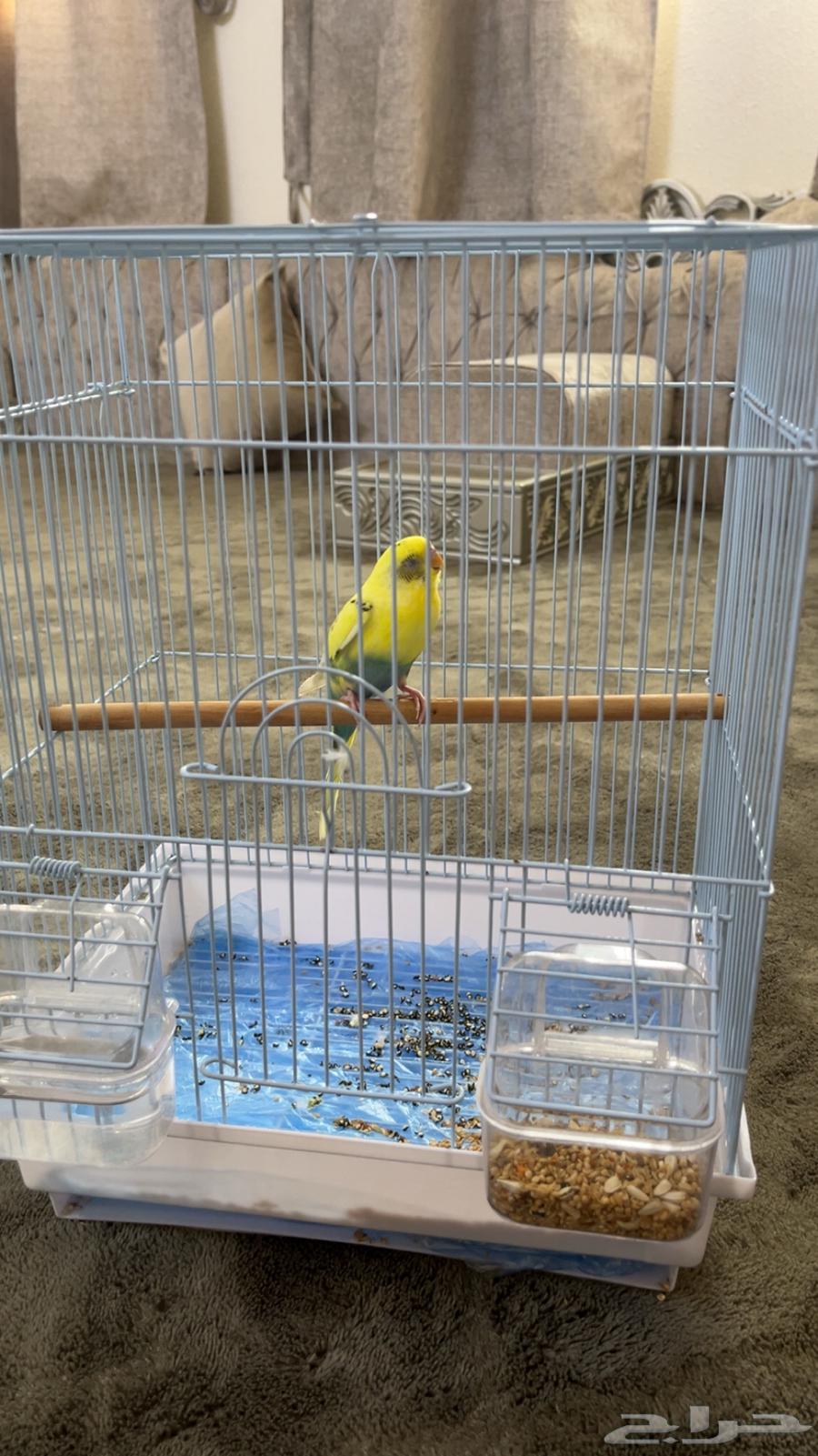 أنثى بادجي64575251841025111