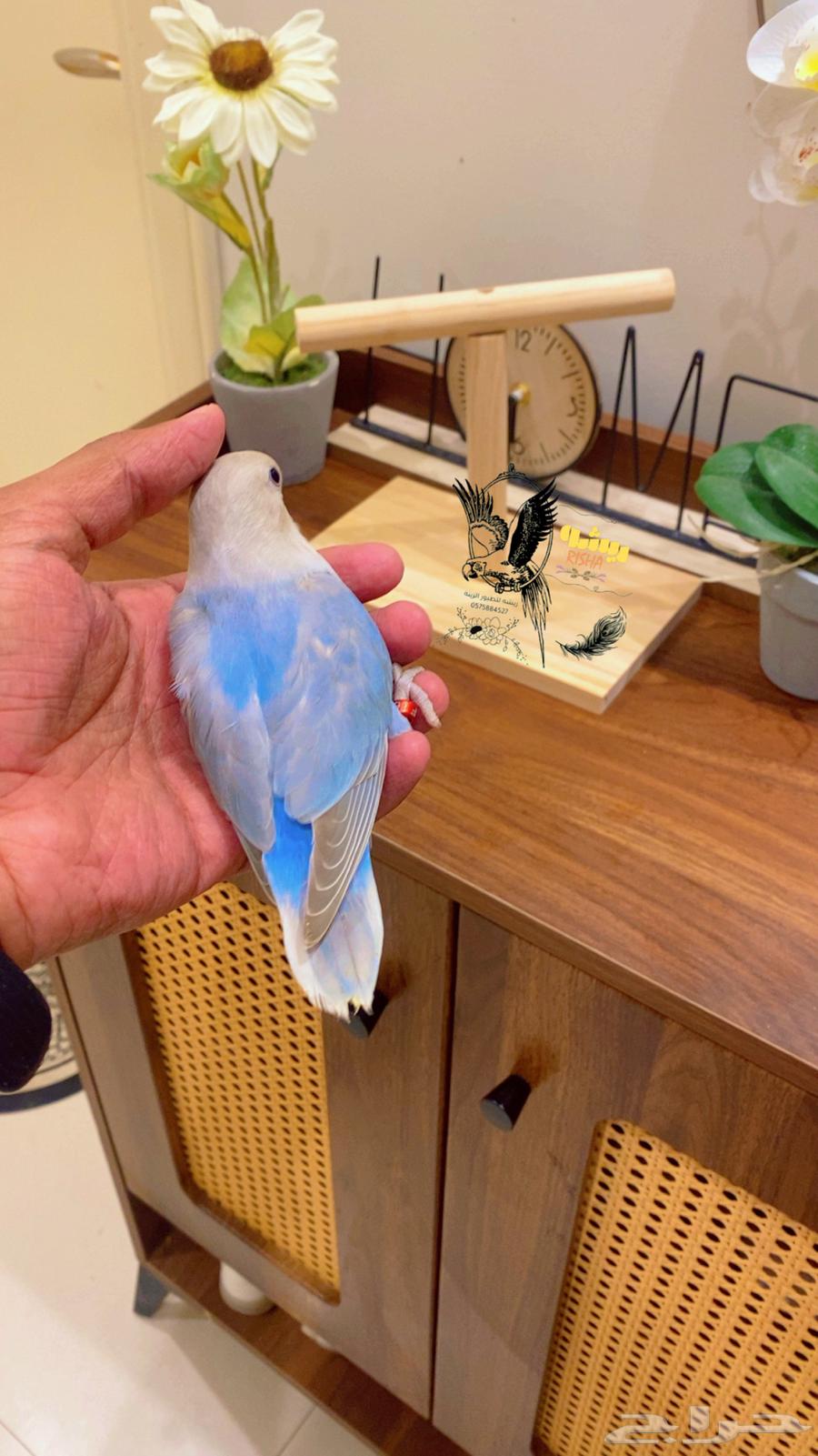 Hand-tame rose with very beautiful color (sold, may God bless)64574649724802111