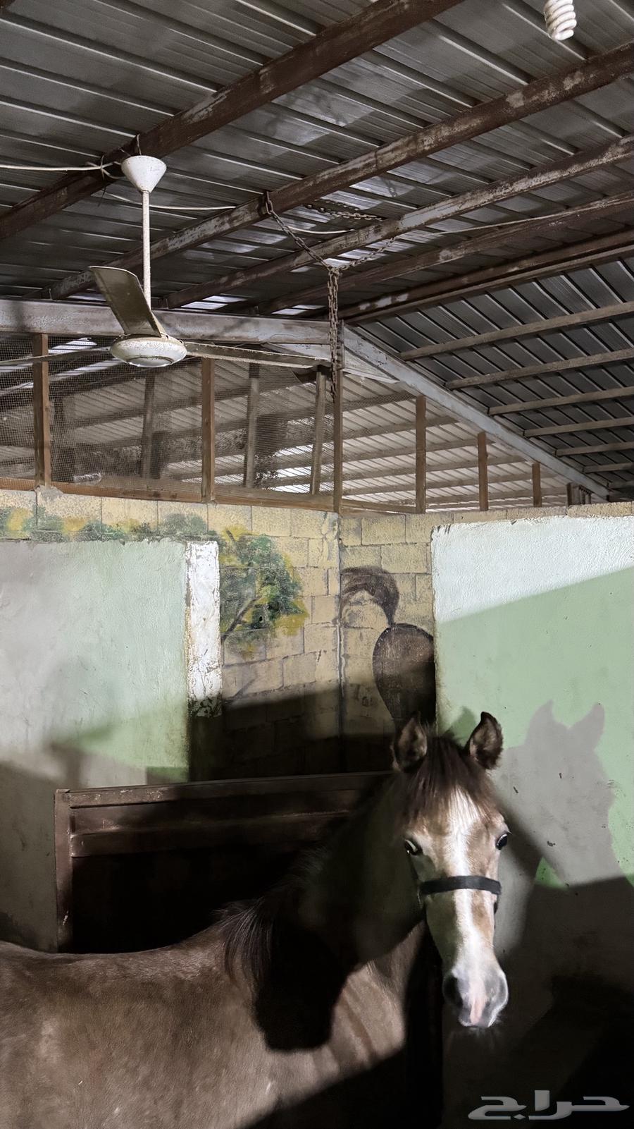 اسطبل للبيع64579156836610114