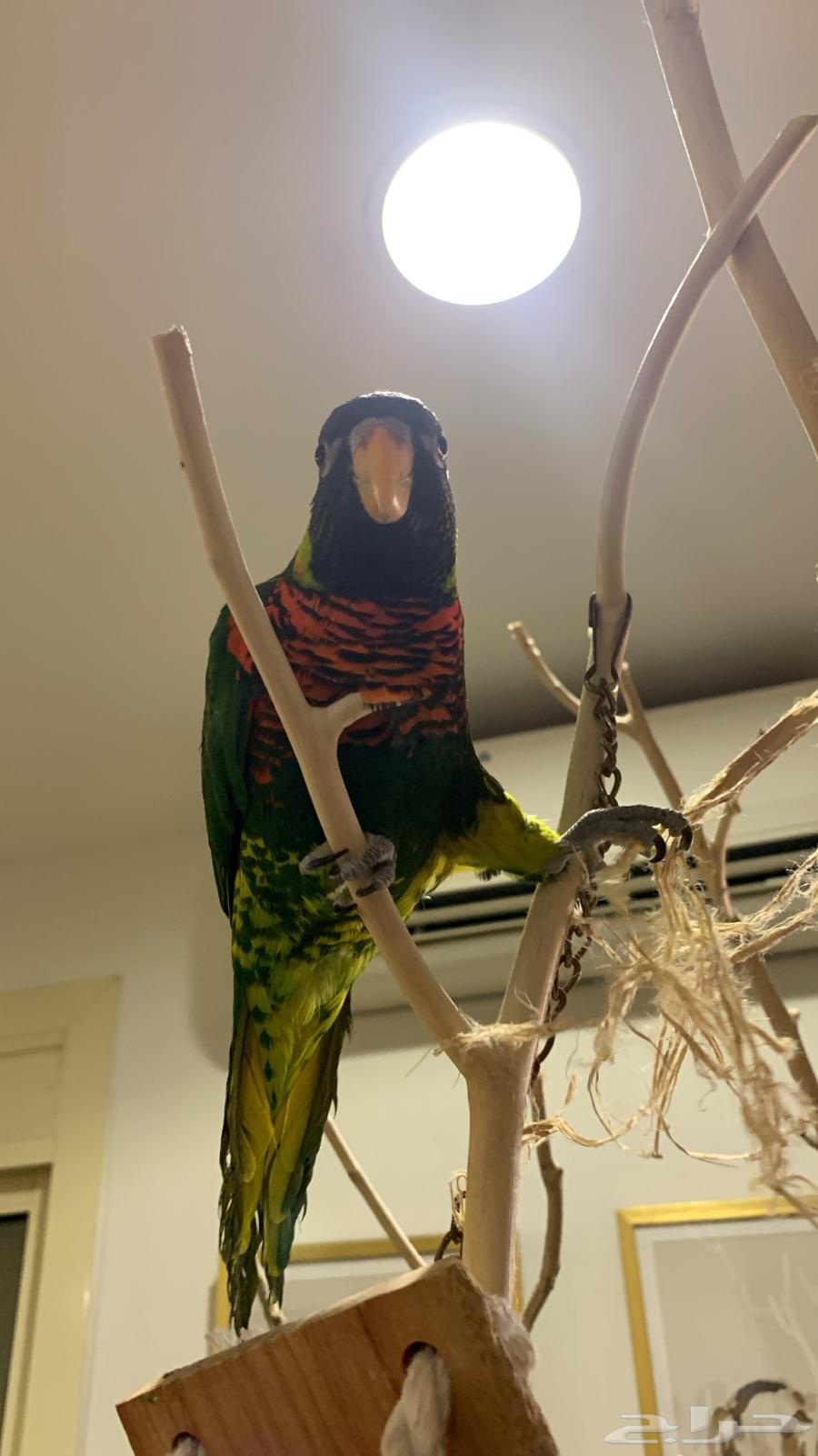 ببغاء لوري الييف ولعوب64579170685313112