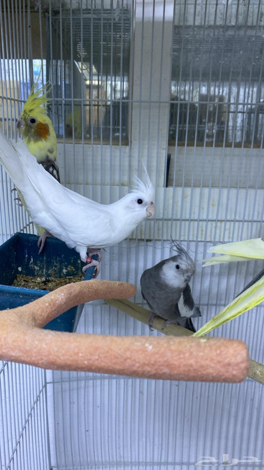 ذكر كروان بصمه64576423616515111