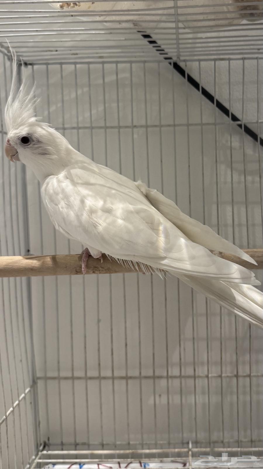 كروان البينو للبيع تممم البييع64486785458051111