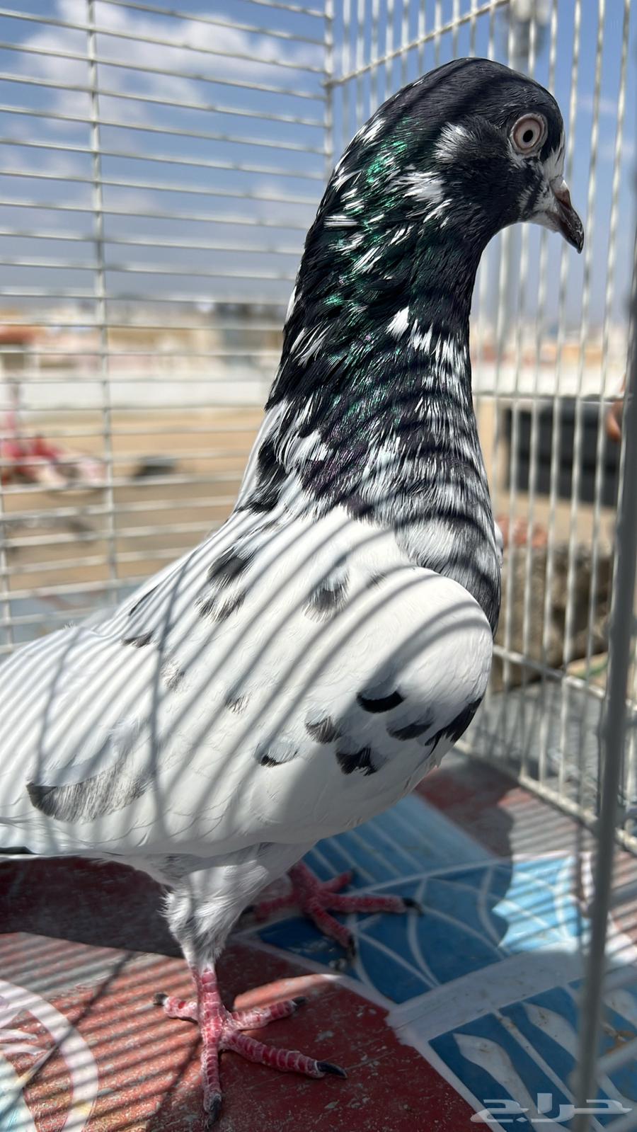 حمام باكستاني64573671176963114