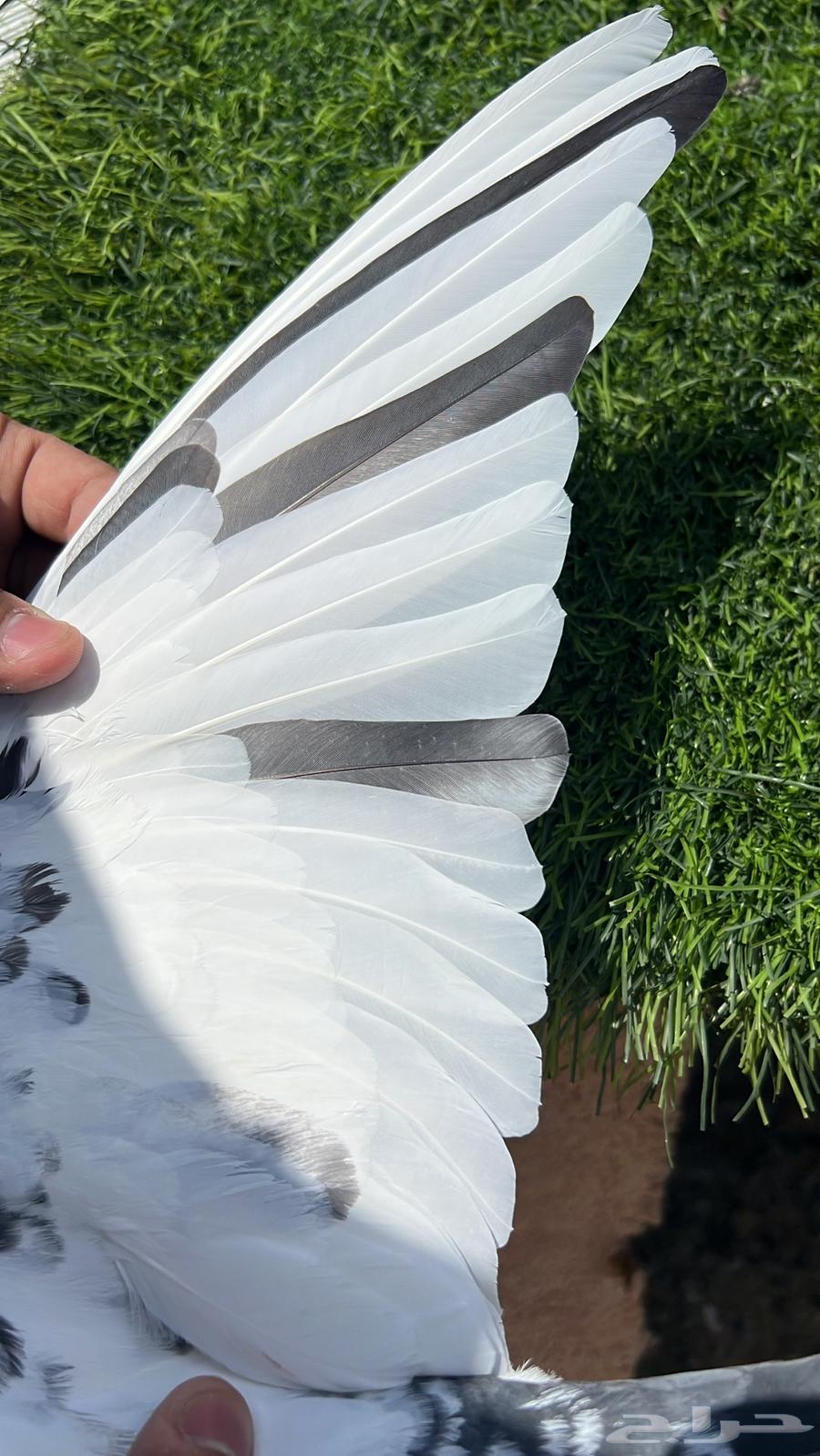 حمام باكستاني64573671176963112