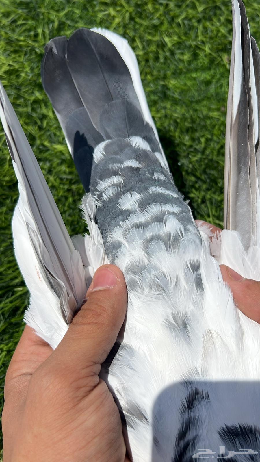 حمام باكستاني64573671176963113