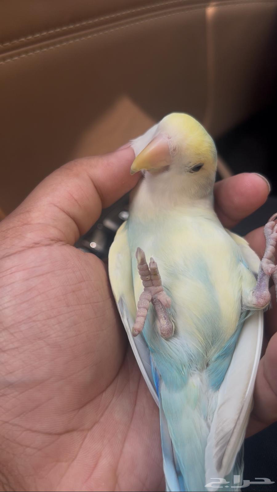 روز اليف جميل وينسدح على ظهره ونشبه يجي على الكتف والراس64575517718530112