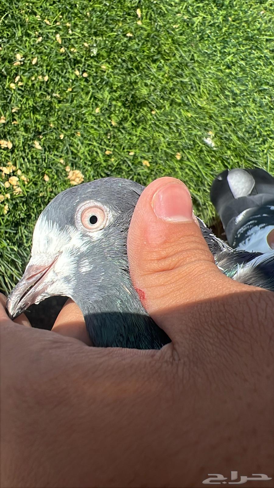 حمام باكستاني64573671176963110