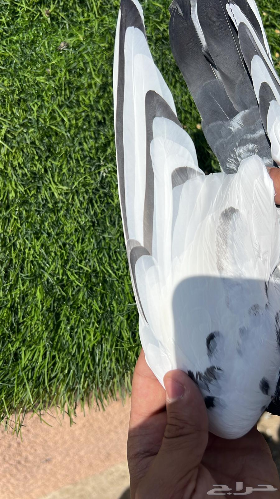 حمام باكستاني64573671176963111