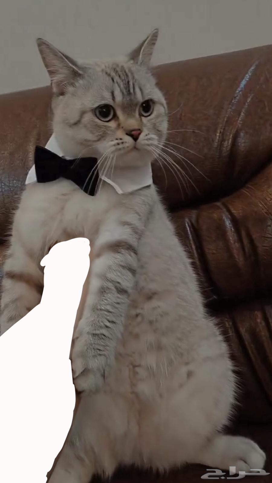 قط بريتش للبيع64575154232707114