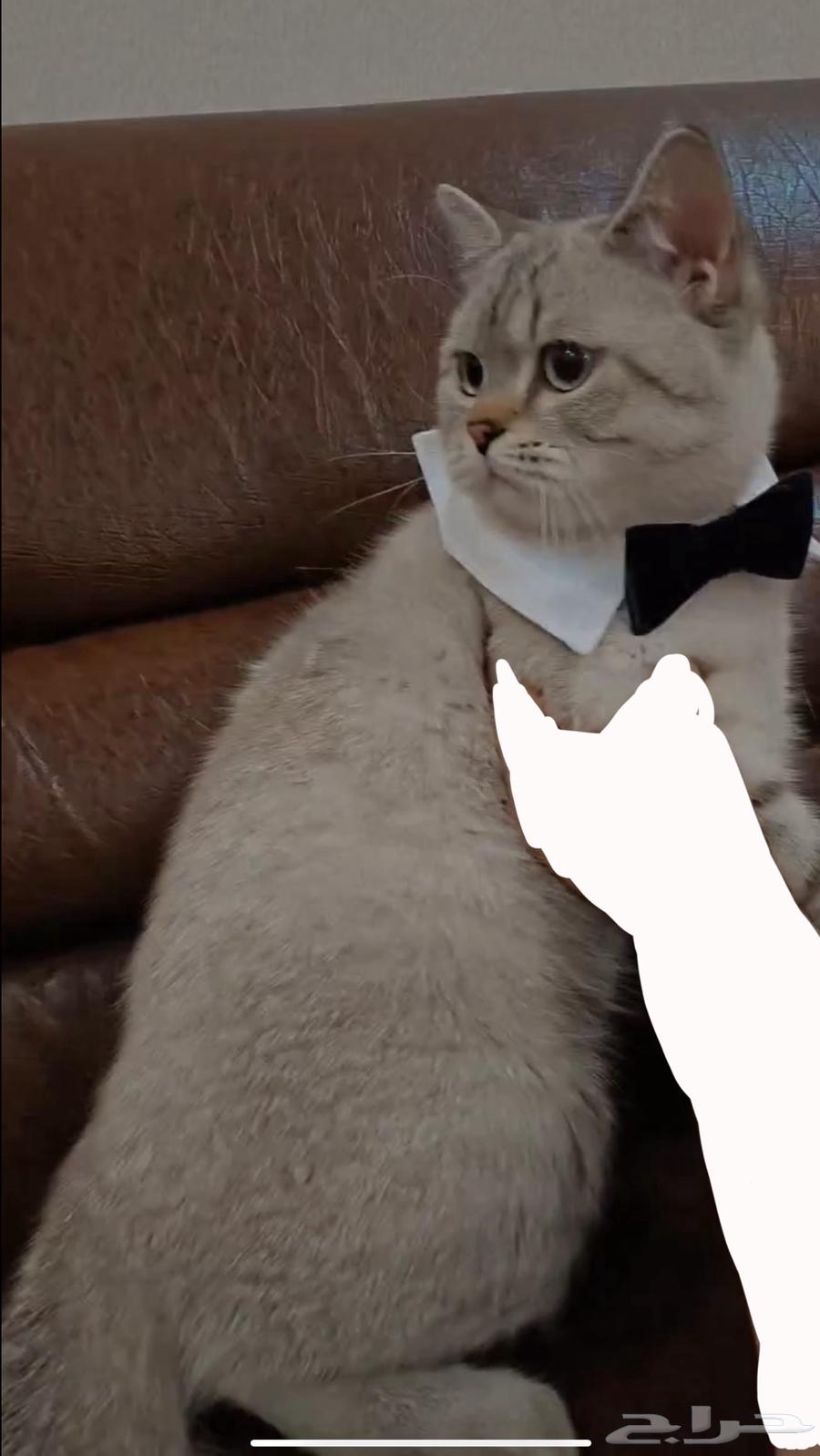 قط بريتش للبيع64575154232707112