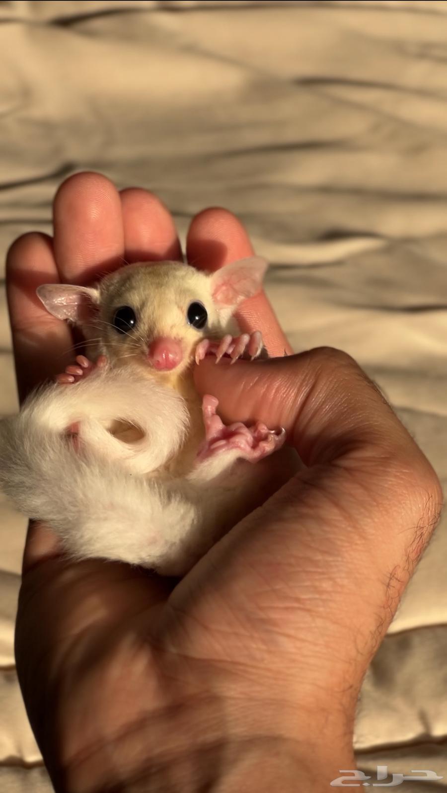 زوج شوقر قلايدر منتج مع فرخين لوسيست64574565413763110