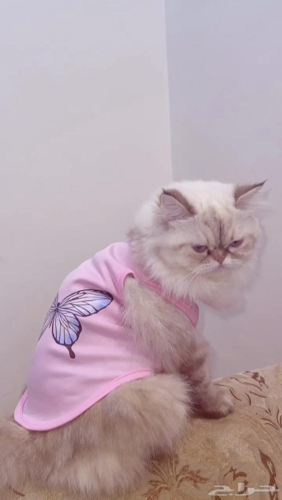 قطه شيرازي للبيع64579691447298110