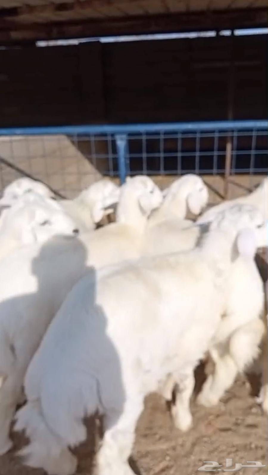 طليان حريات كاش او دفعات بأسعار تنافسية جدا64573122928642111