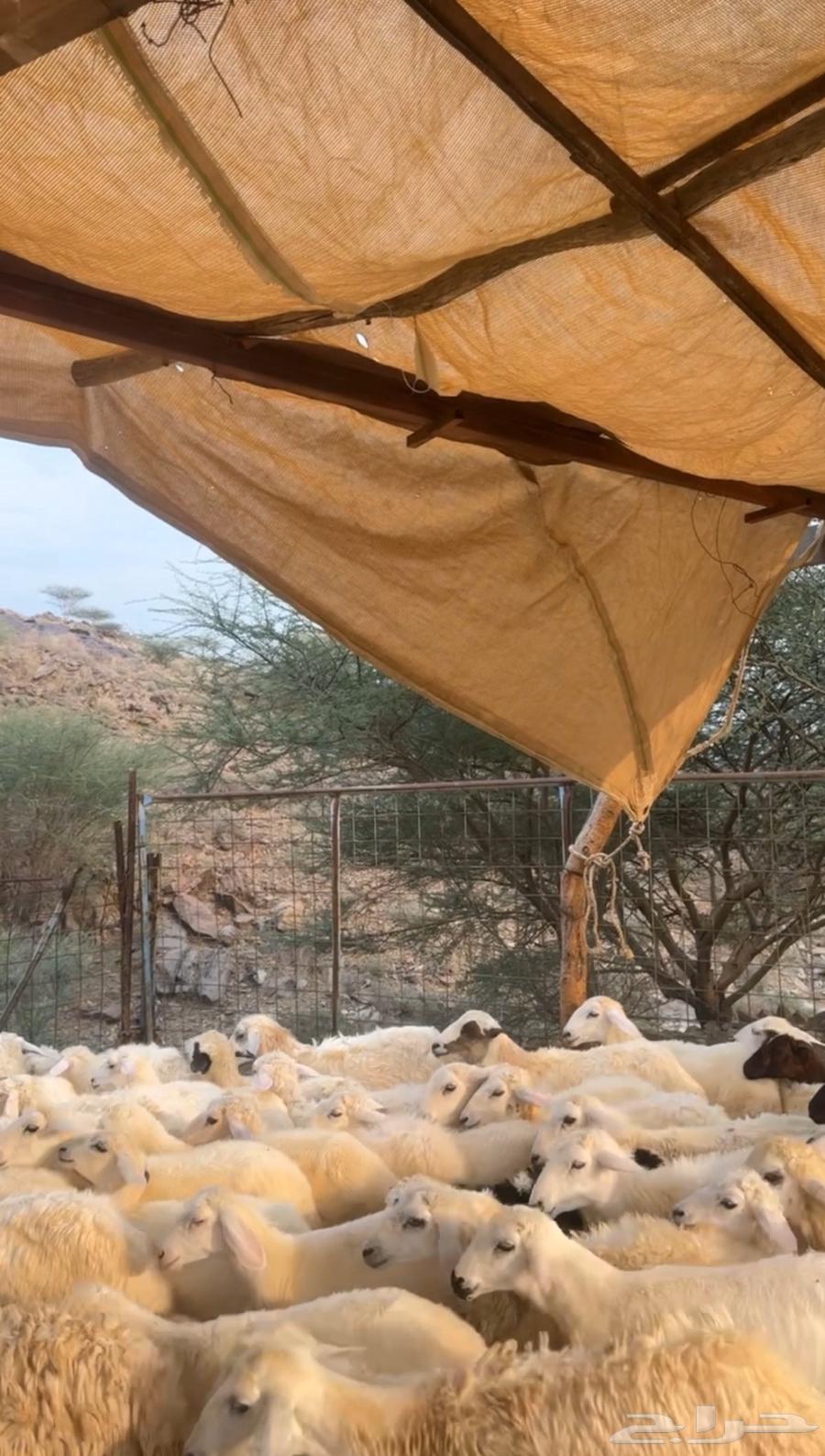 طليان ورخال64579581874818110