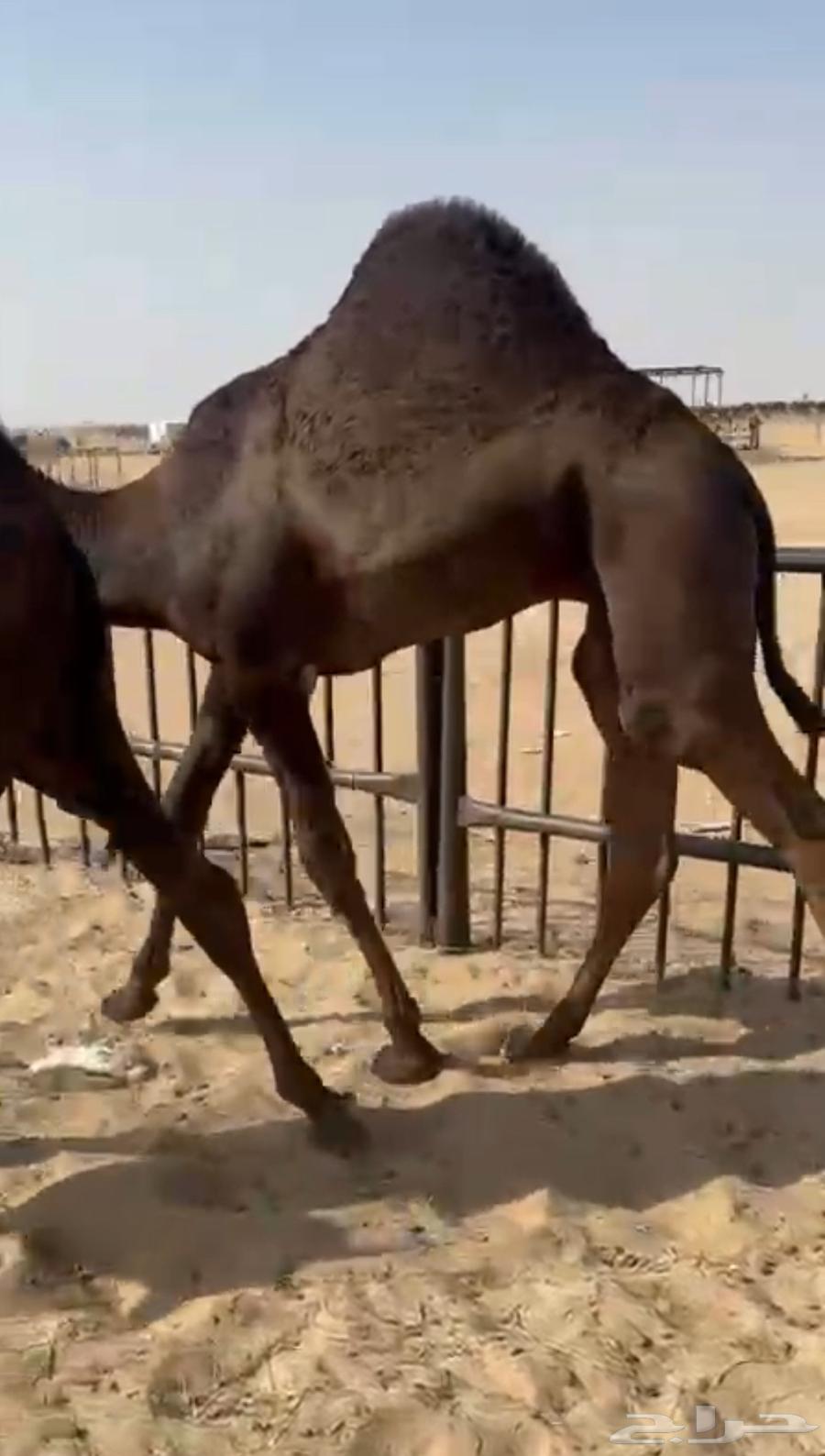 قعود وبكره مجاهيم للبيع كفو فل مغلقه من تحت اماتها64573390235651111