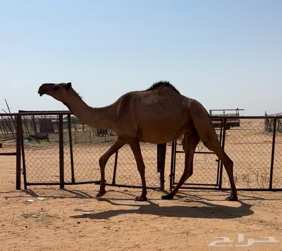 بكره صفرا لقحه64575808566657114