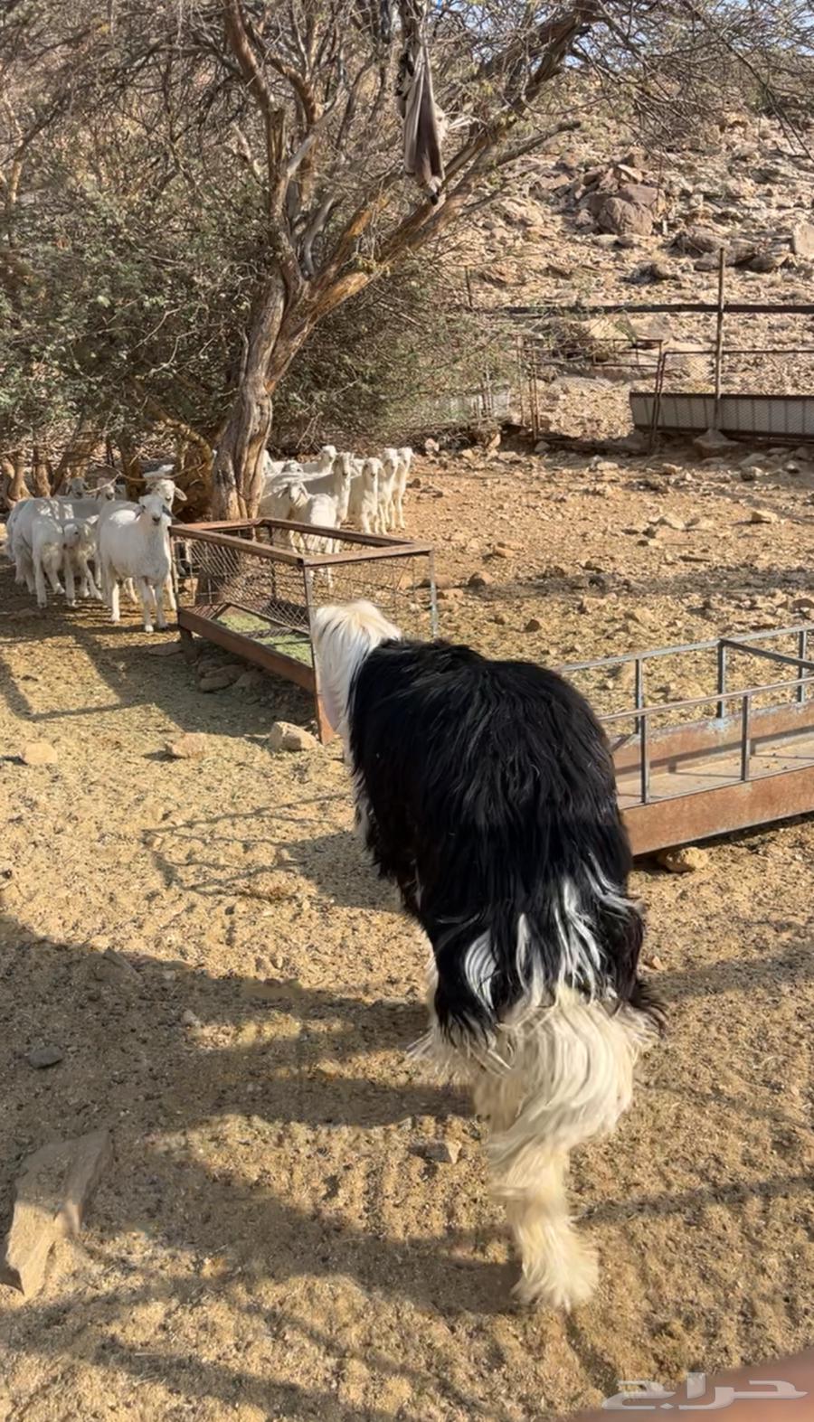 طلي نجدي للبيع64577177832834110